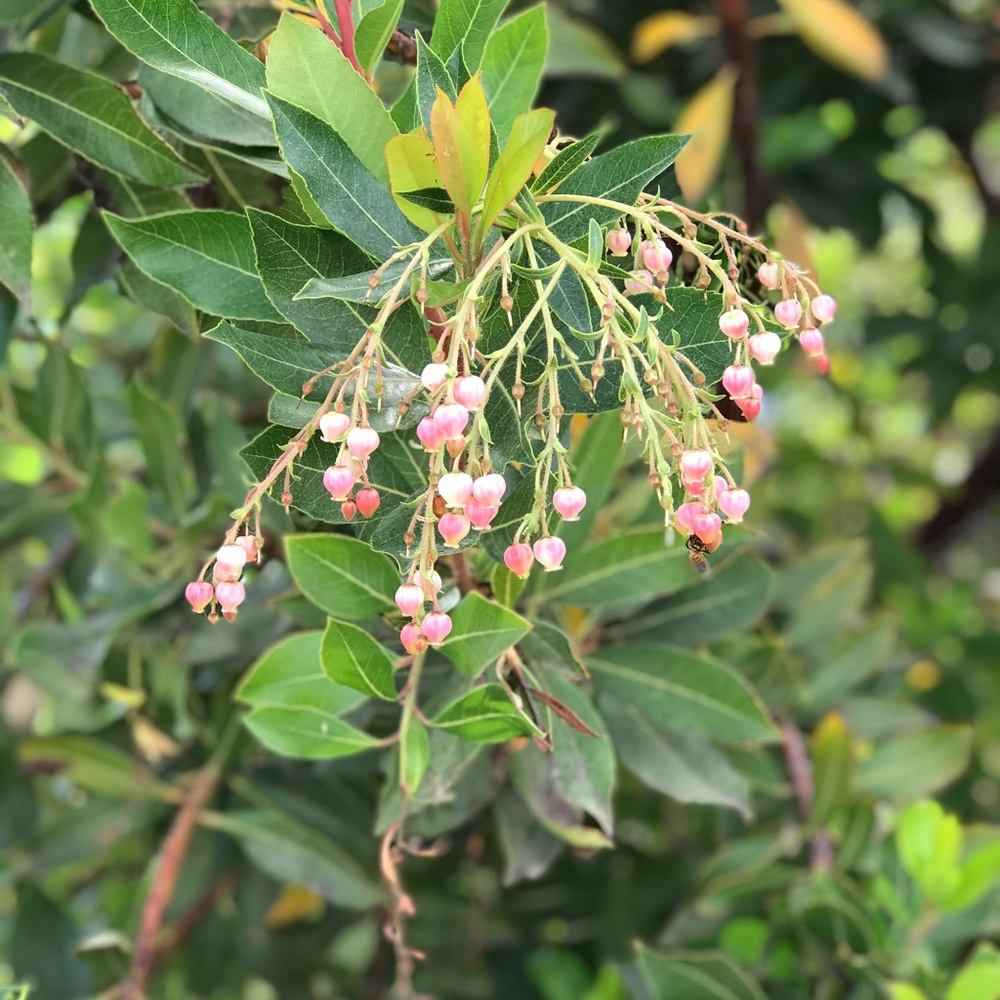 Meet your Posher, Yolie